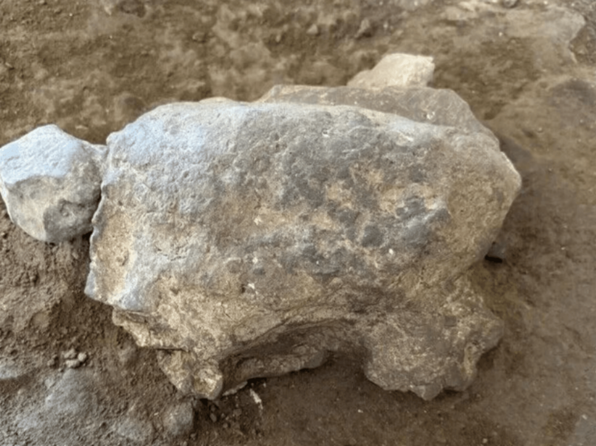 Archaeologists discover 16,000-year-old turtle figurines at prehistoric ritual site