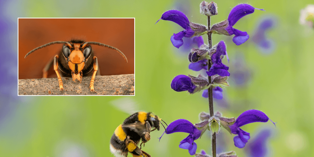 Britain’s 'national bee unit' in battle to save pollinator from deadly yellow-legged hornets