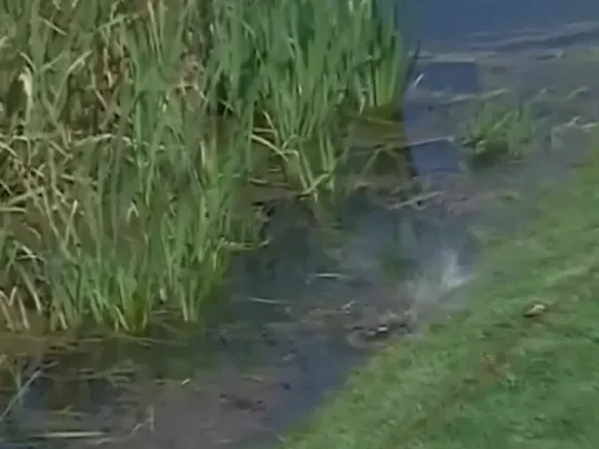 Golf star left stunned after fish EATS his ball during LIV Golf tournament