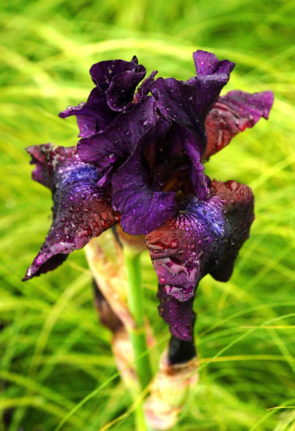 Iris