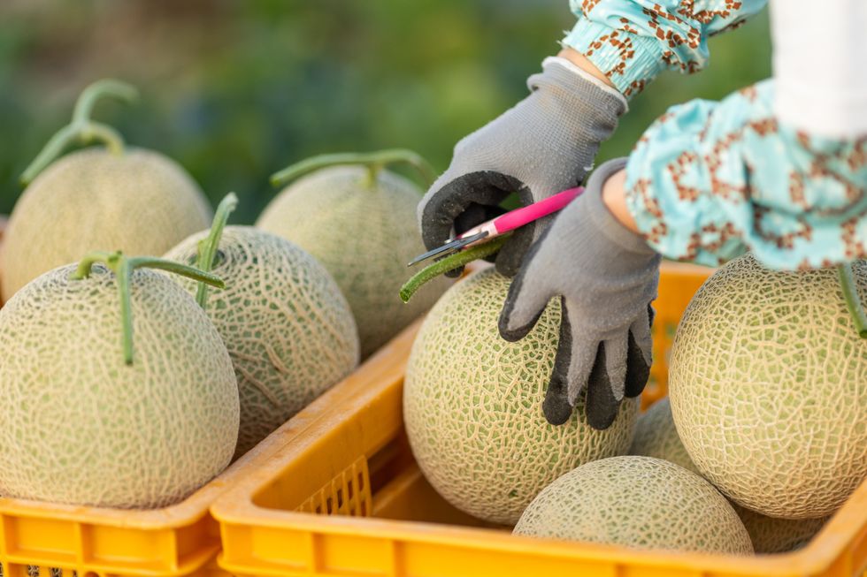 Japanese crown melon
