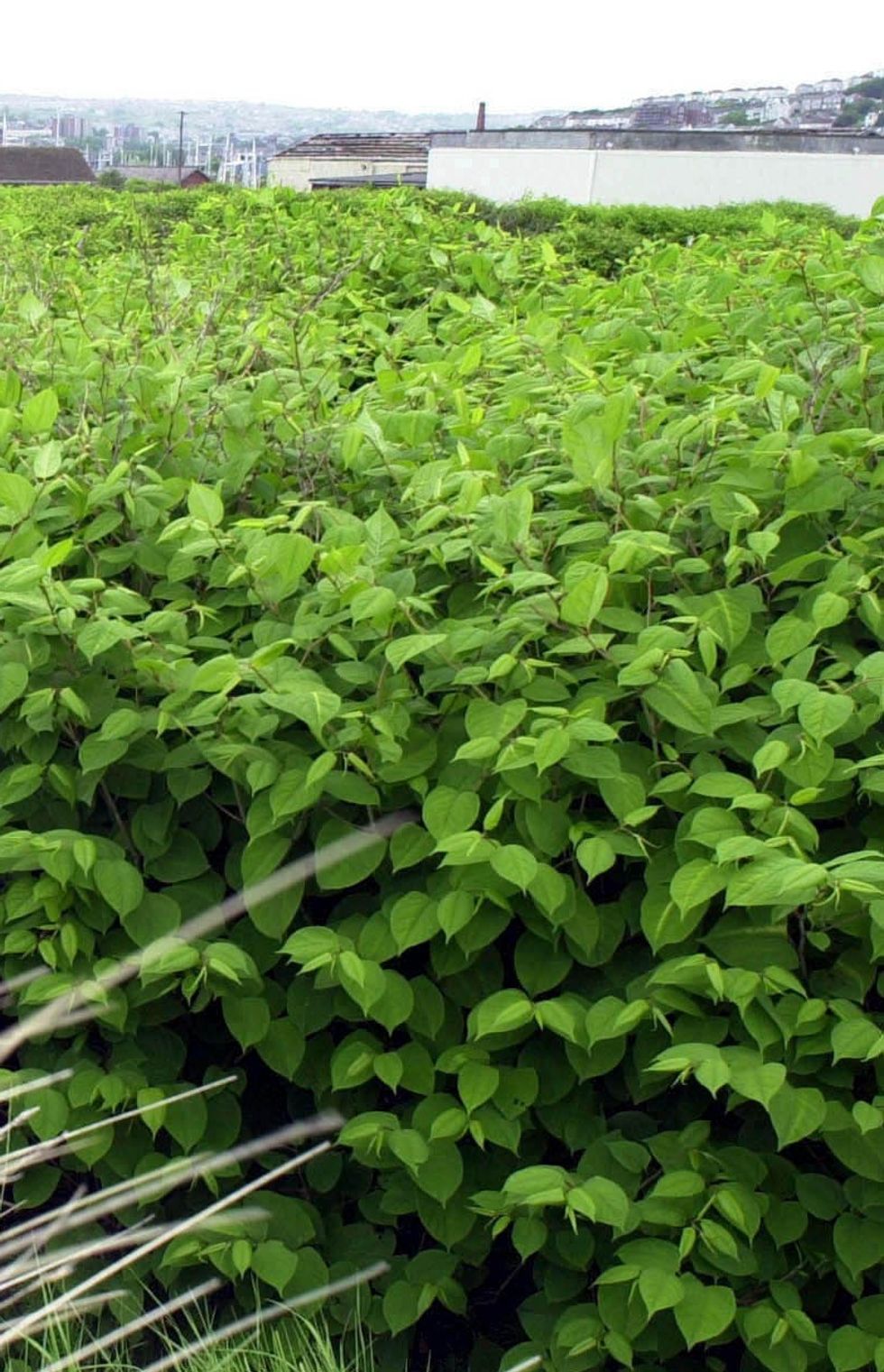 Japanese knotweed