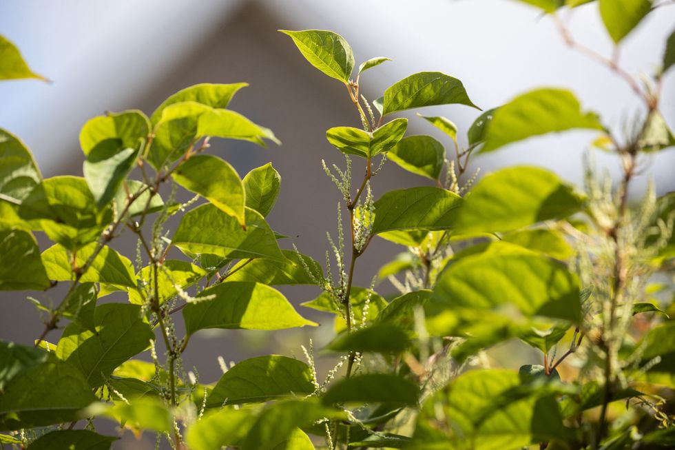 Japanese knotweed
