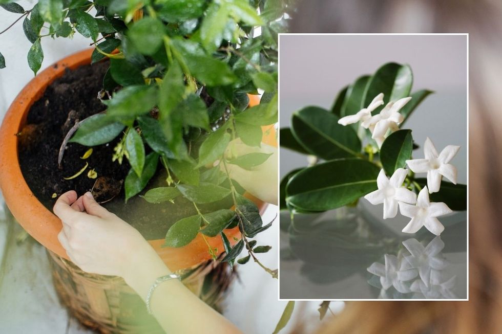 JASMINE