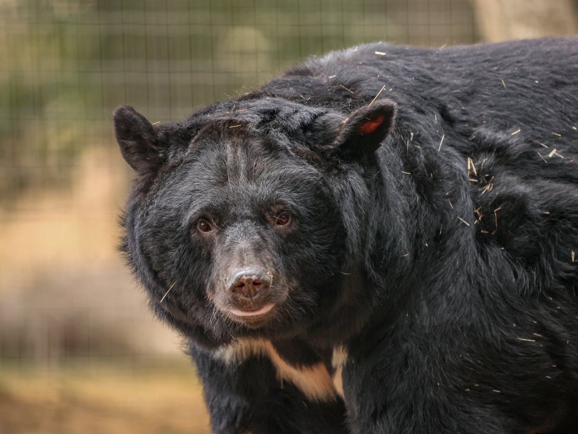 JIMMY'S FARM AND WILDLIFE PARK