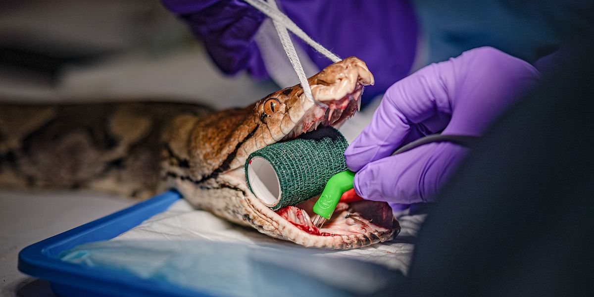 World-first cancer treatment saves 15ft python with tumour in jaw