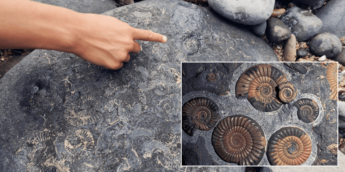 Archaeology breakthrough as young boy unearths Jurassic fossils in his OWN garden