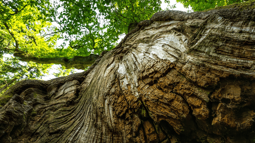 King of Limbs oak tree