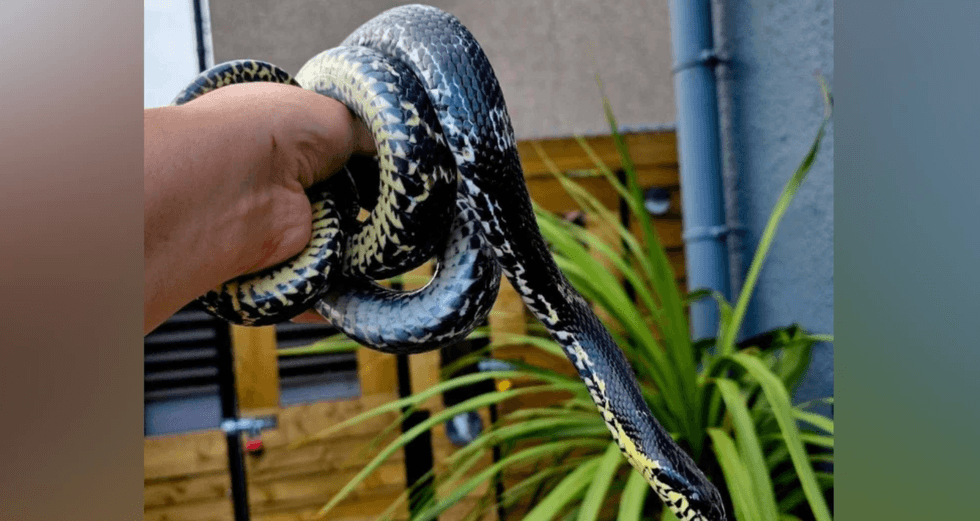 Kingsnake