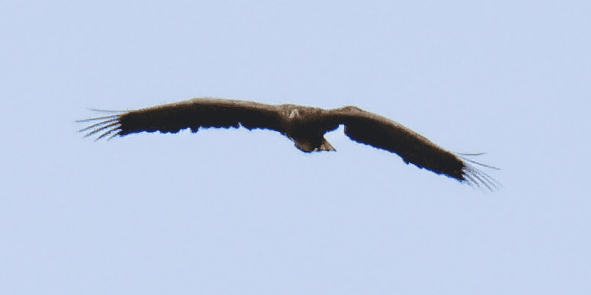 'Death-defying' eagle spotted soaring over Scotland three years after breaking wing in horror nest fall