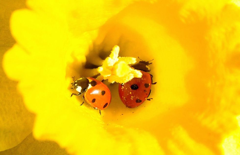 Ladybirds