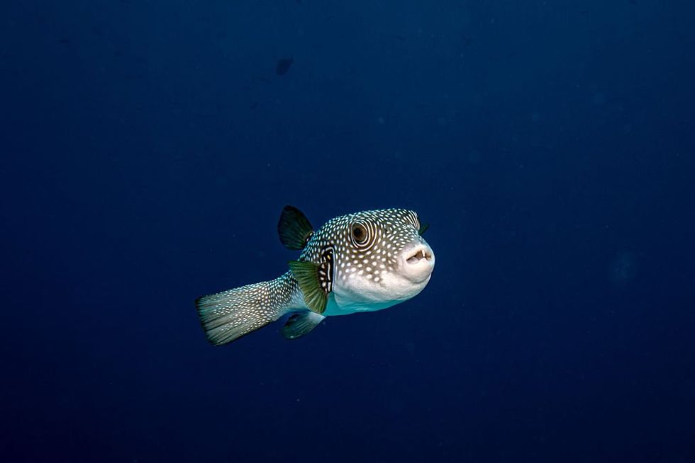 Lagocephalus sceleratuas