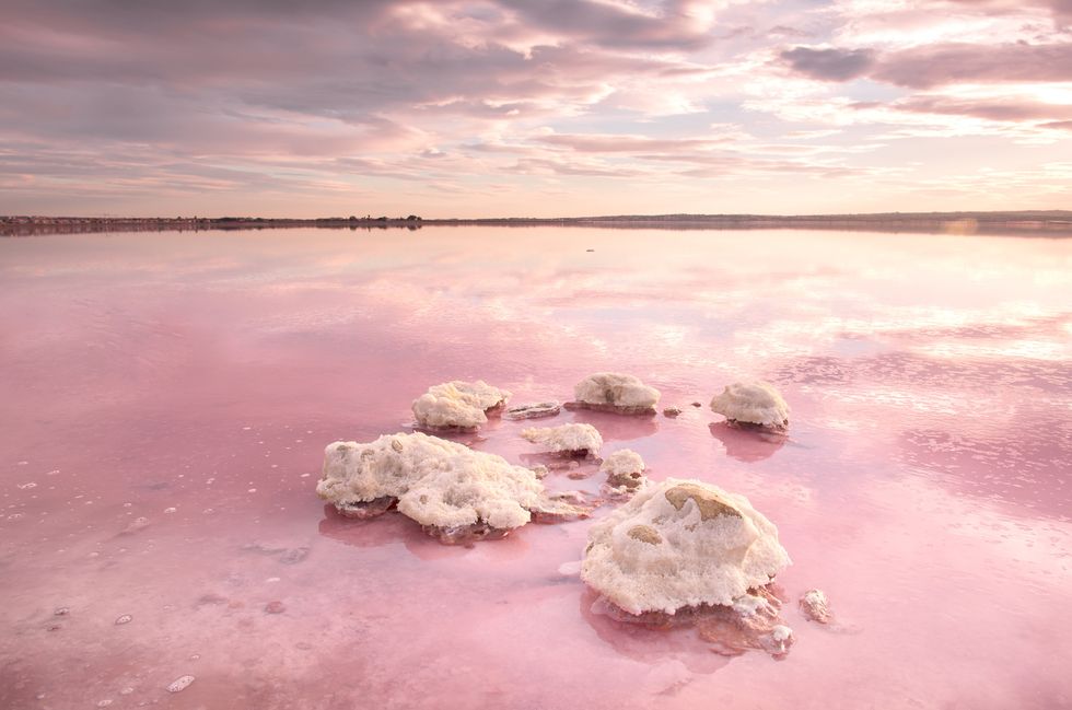 Laguna Rosa Torrevieja Costa Blanca