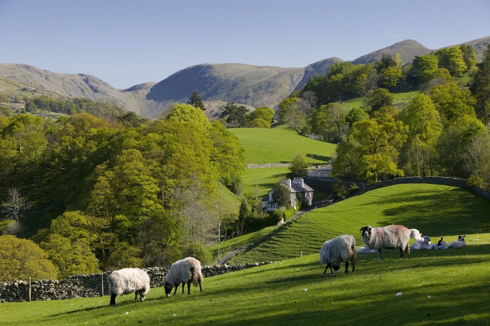 Lake District fields