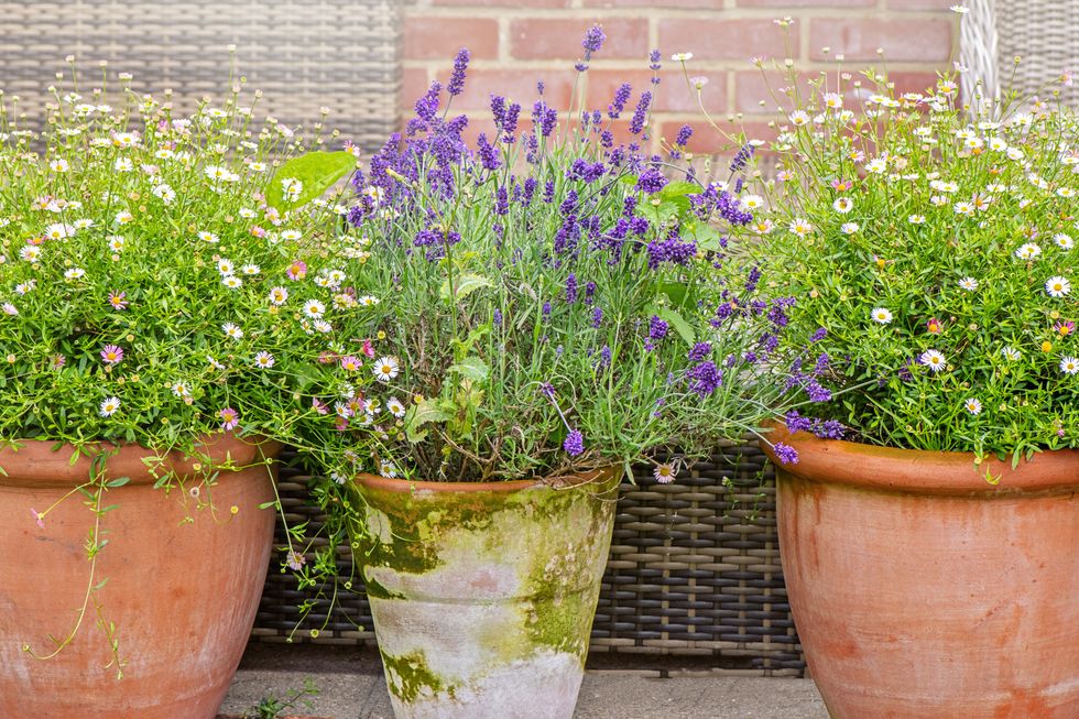 Lavender