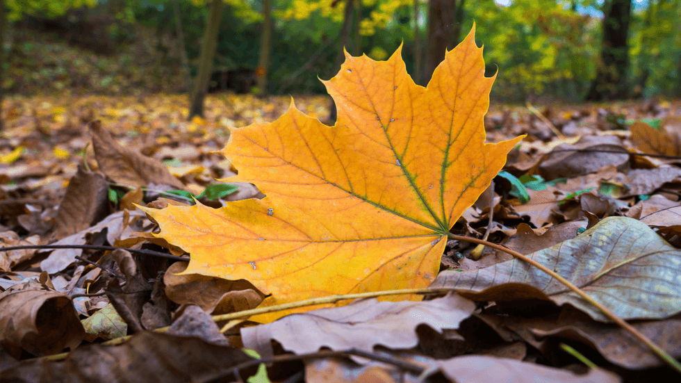 Leaf on the floor