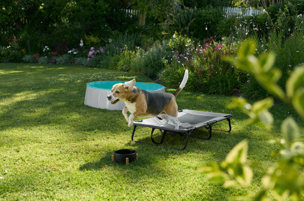 Lidl new pet range