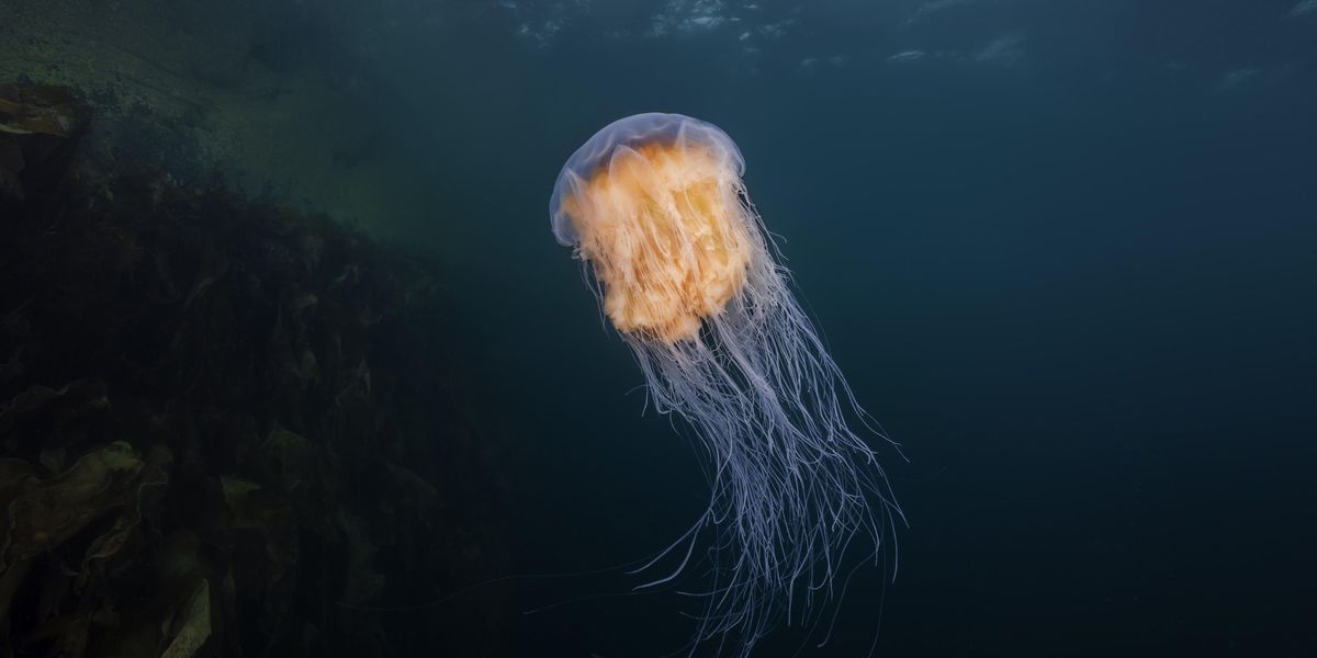 Mammoth jellyfish with 'bus-sized' tentacles spotted off Welsh coast