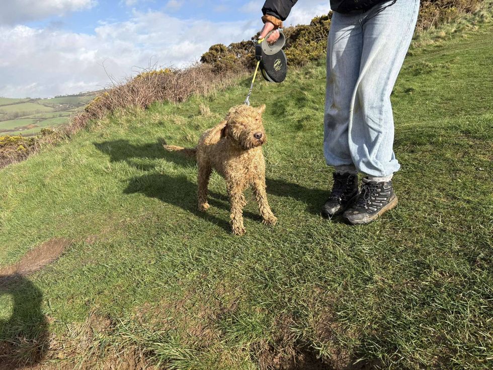 Luna cockapoo
