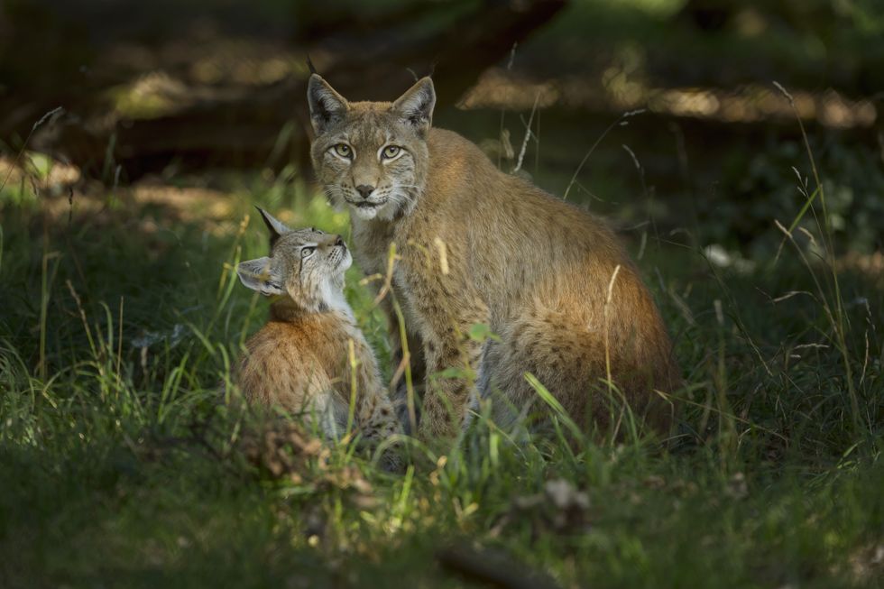 Lynx