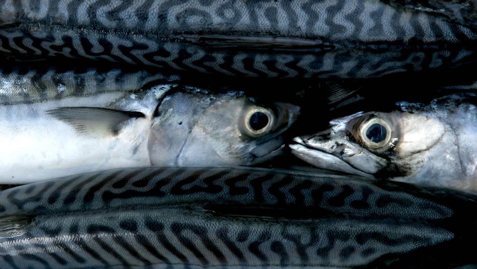 Mackerel fish