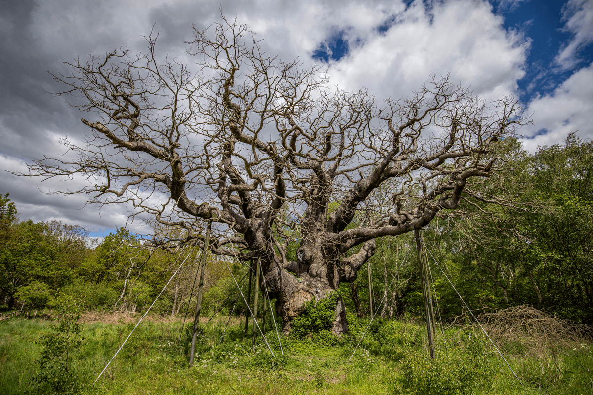 Major Oak
