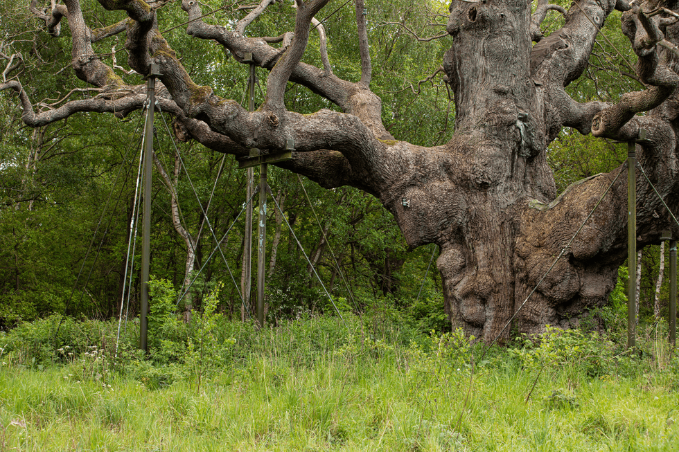 Major Oak