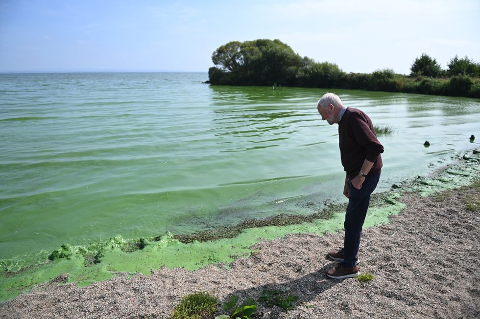 Man peers into the heavily polluted Lough Neagh