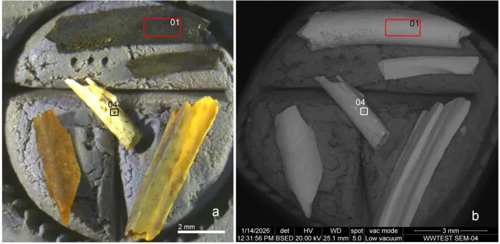 Many of the tiny bones showed signs of burning