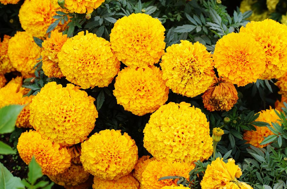 Marigolds