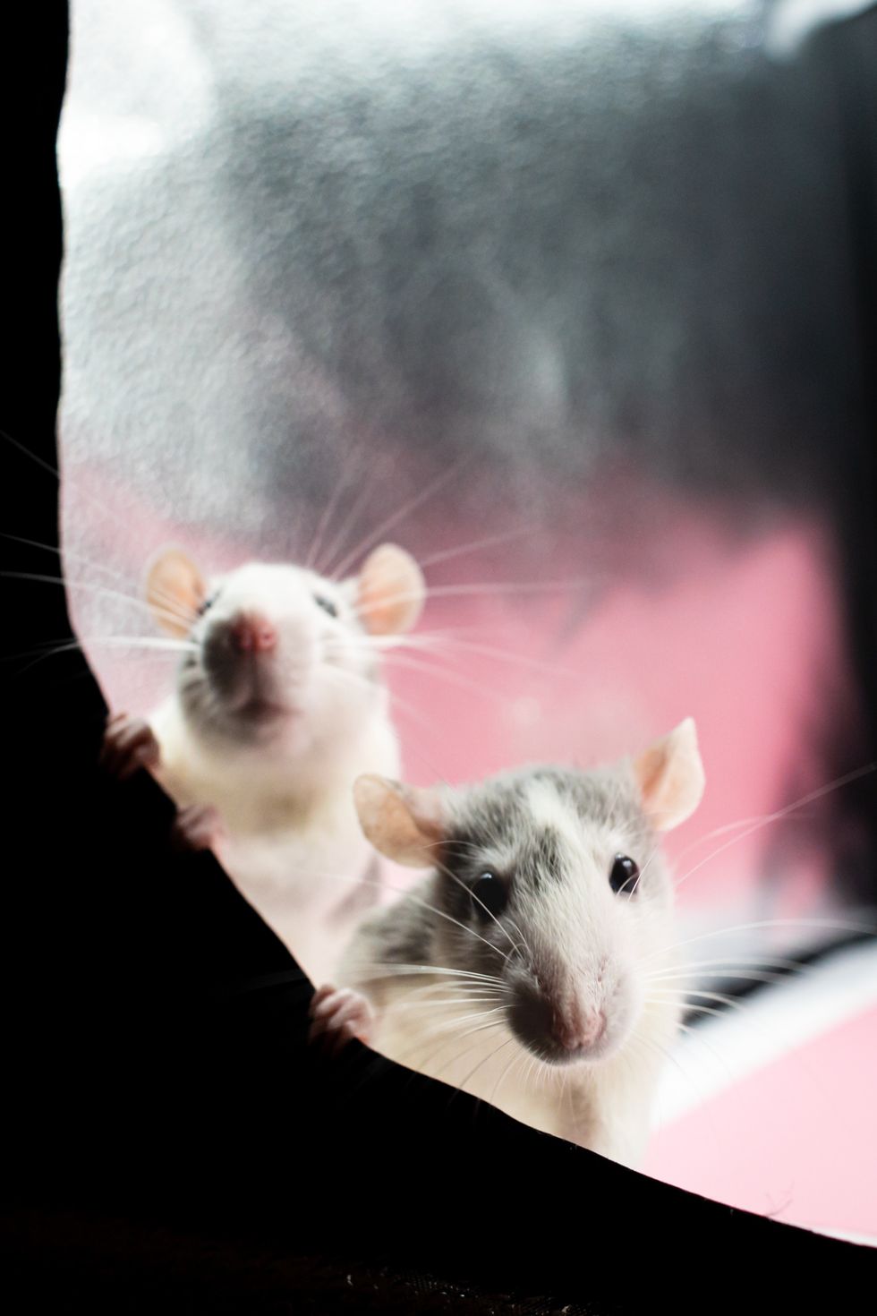 Mice at window