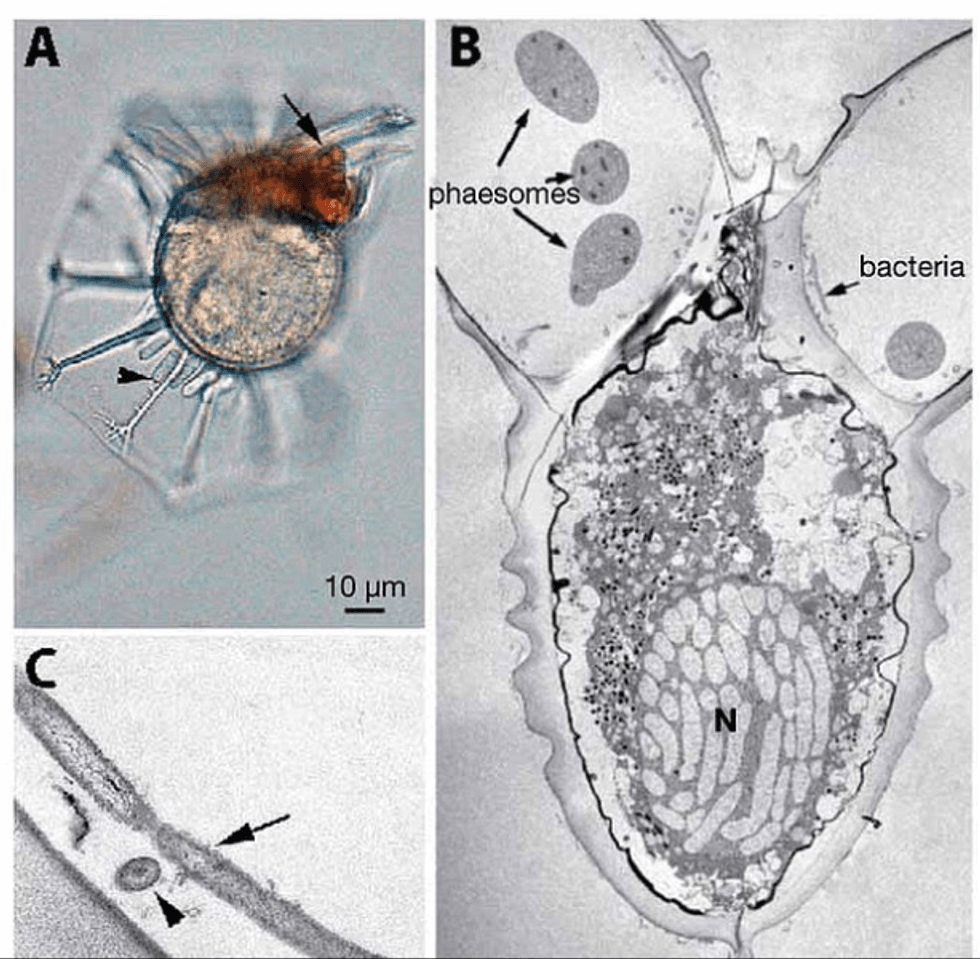 Microscopic organisms