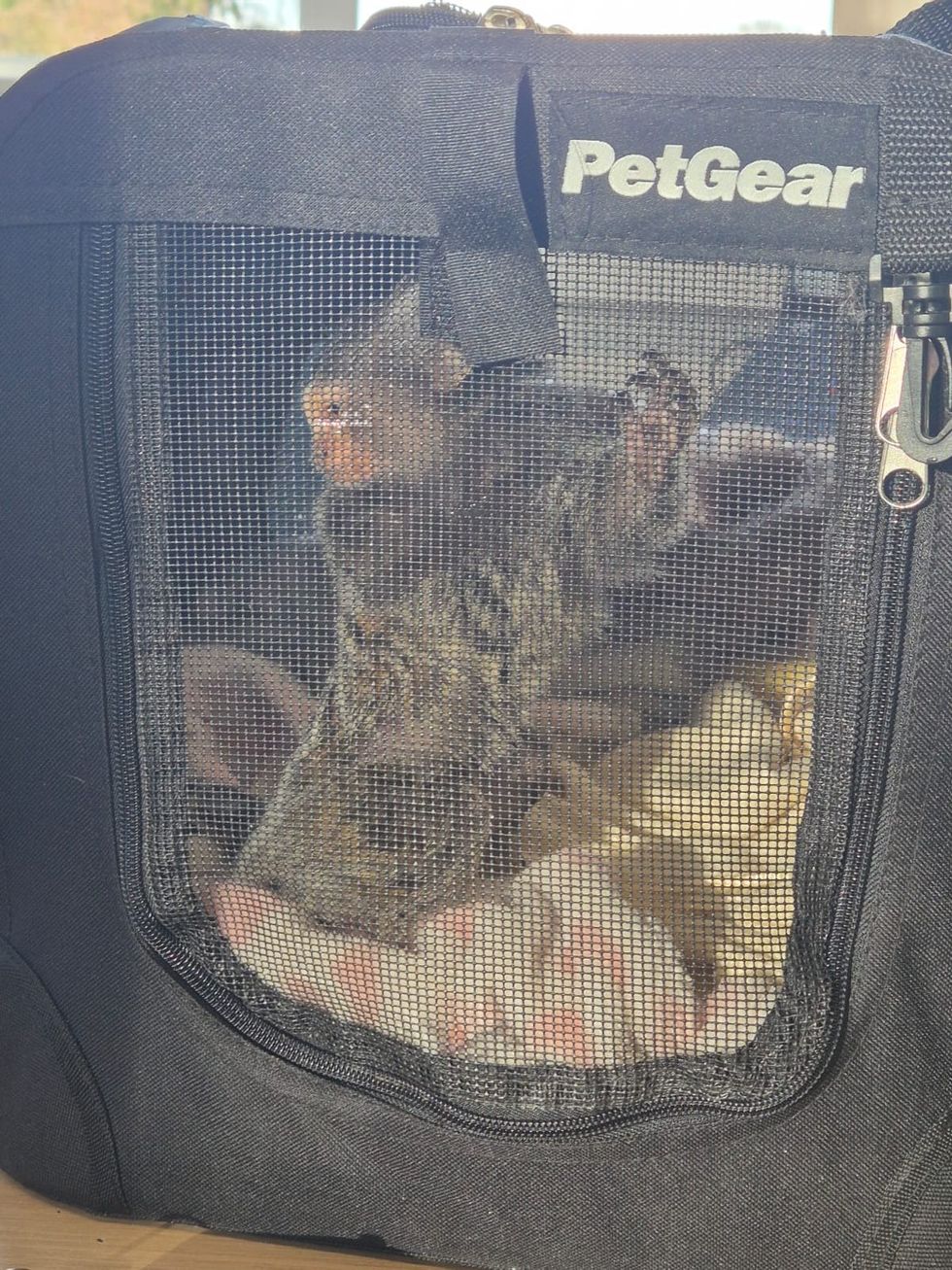 Monkey