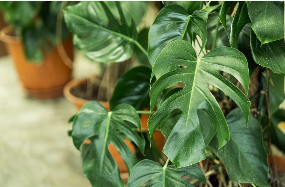 Monstera plants 
