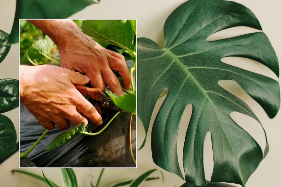 MONSTERA POTTING