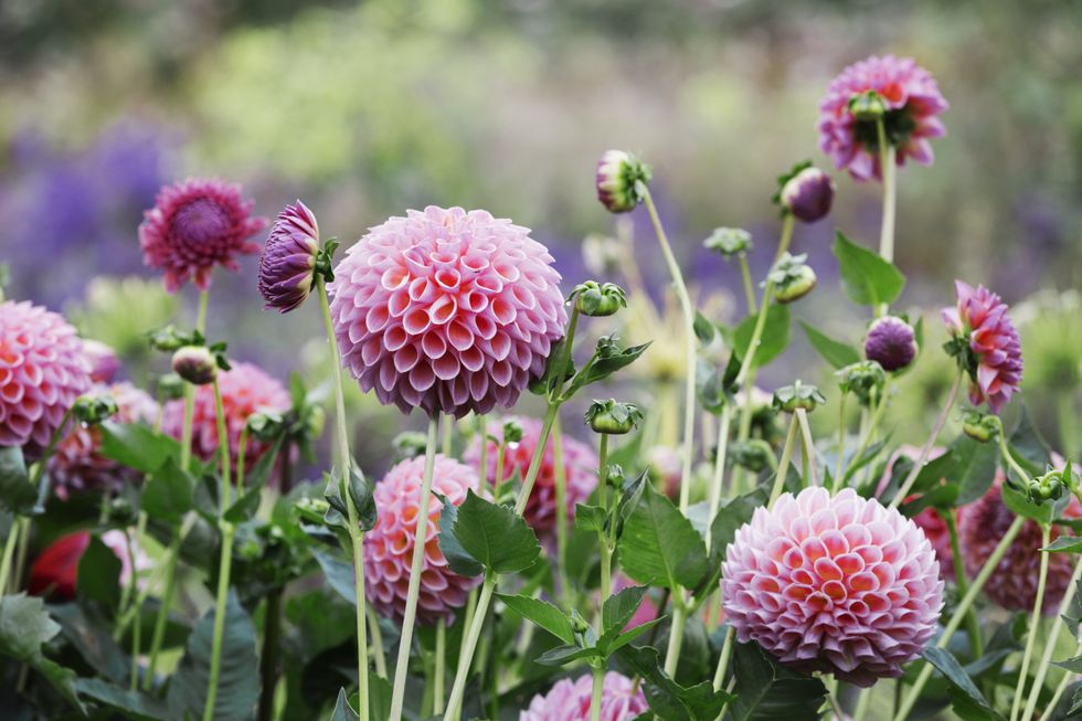 monty don dahlia