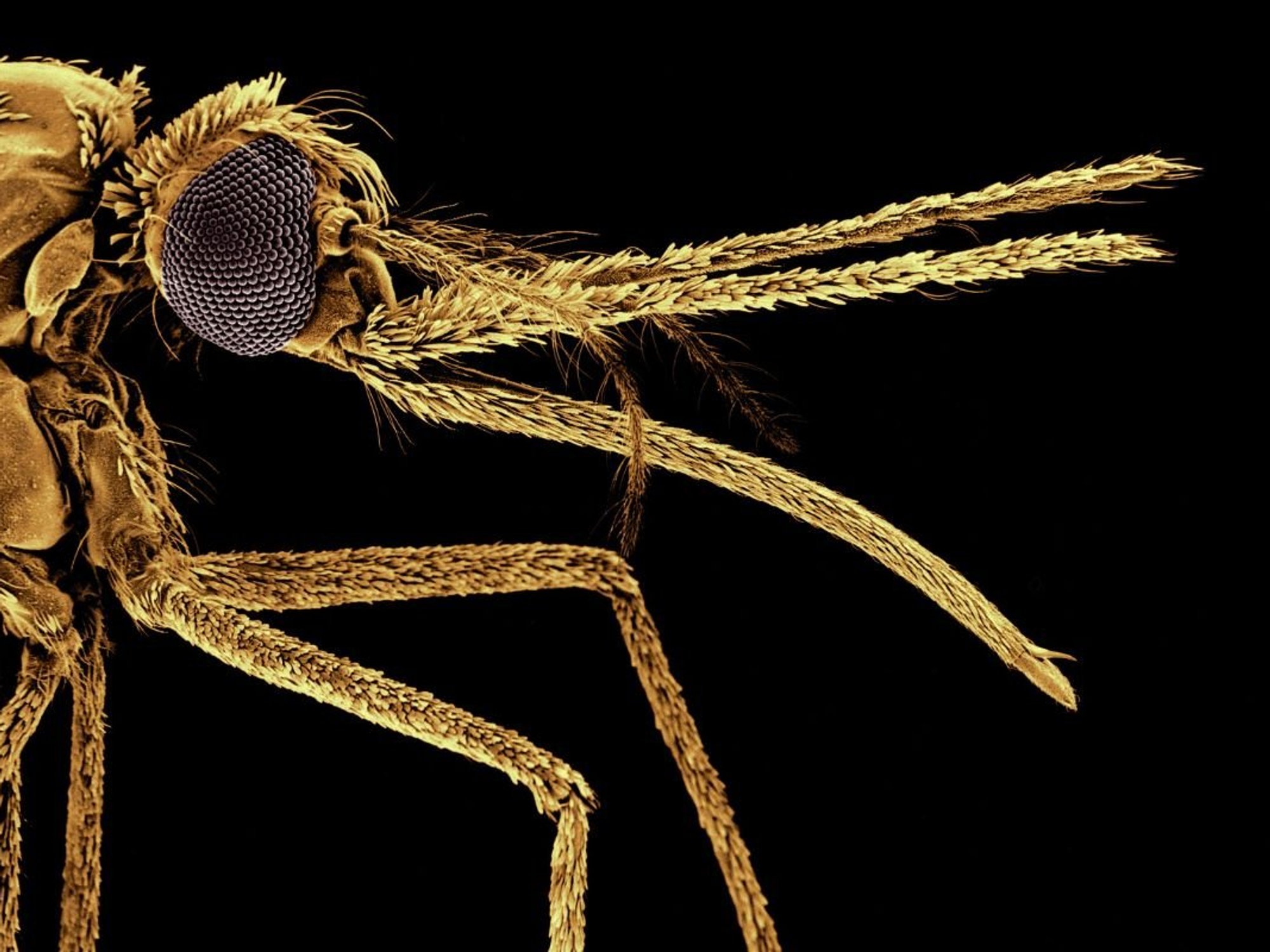mosquito