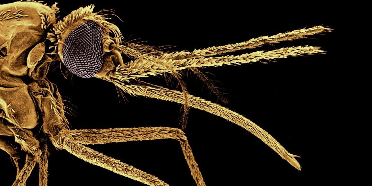 British scientists crack single-dose malaria cure as resistance to current drugs soars