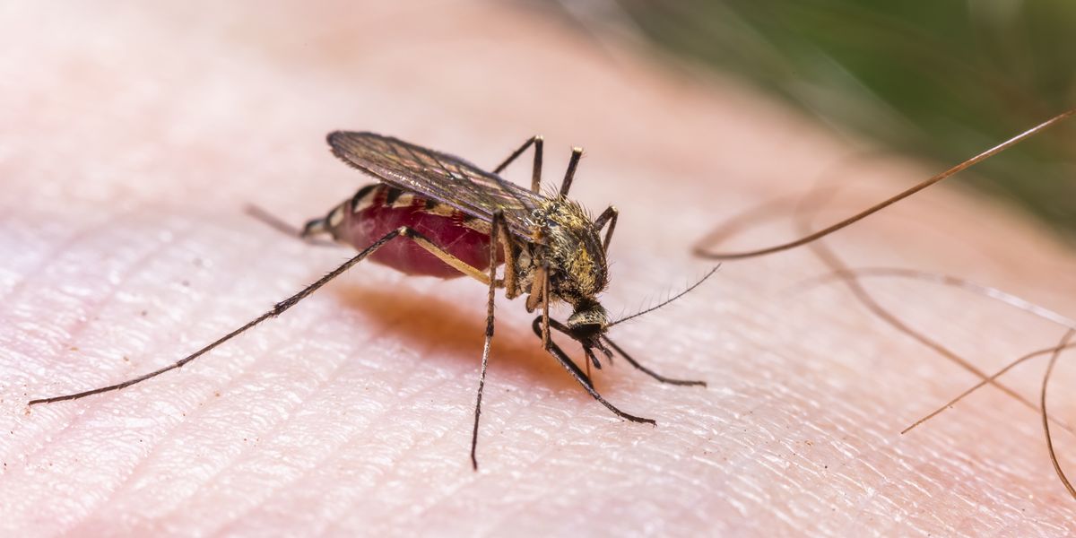 Mosquitoes capable of spreading deadly Zika virus found in Britain for first time