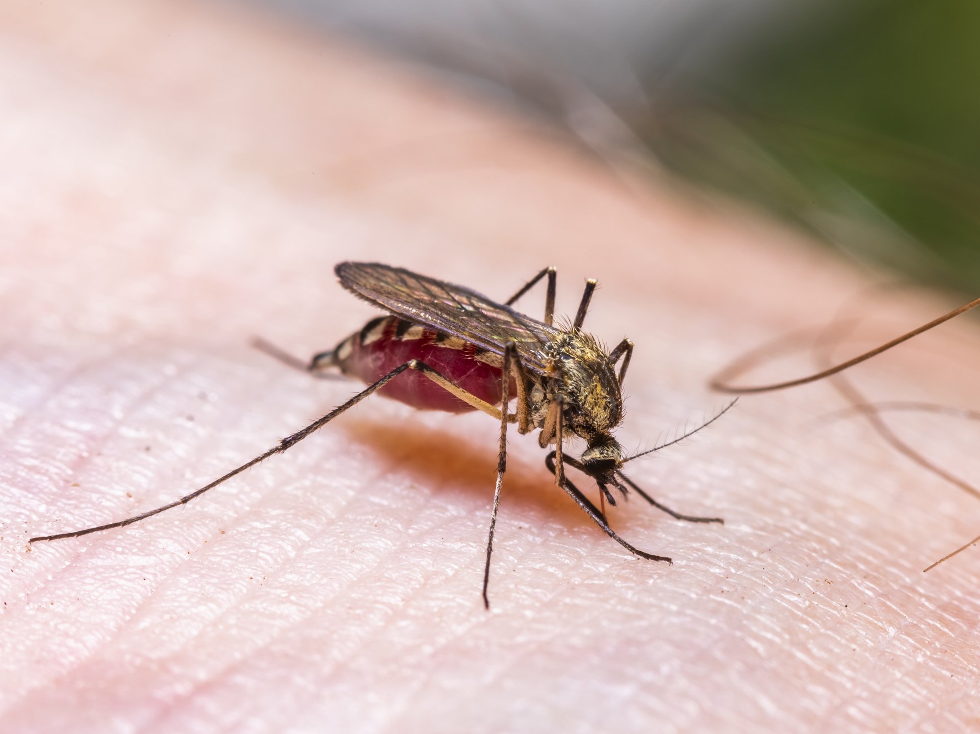 Mosquitoes