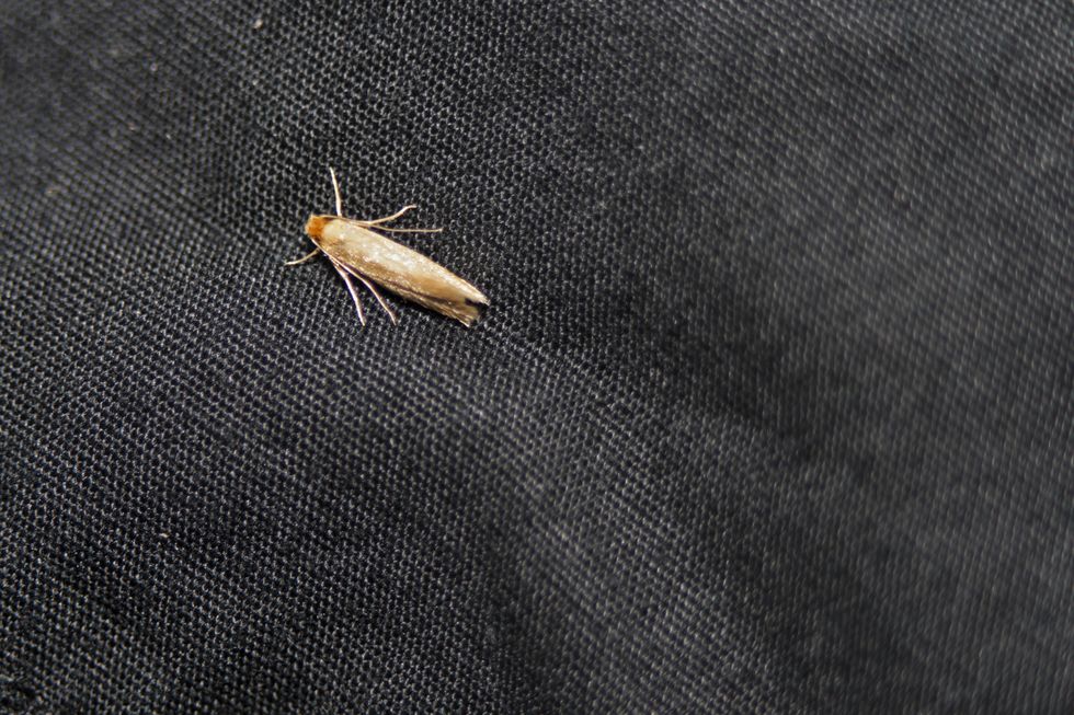 moths eating fabric