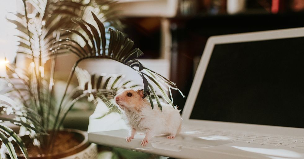 Mouse in house