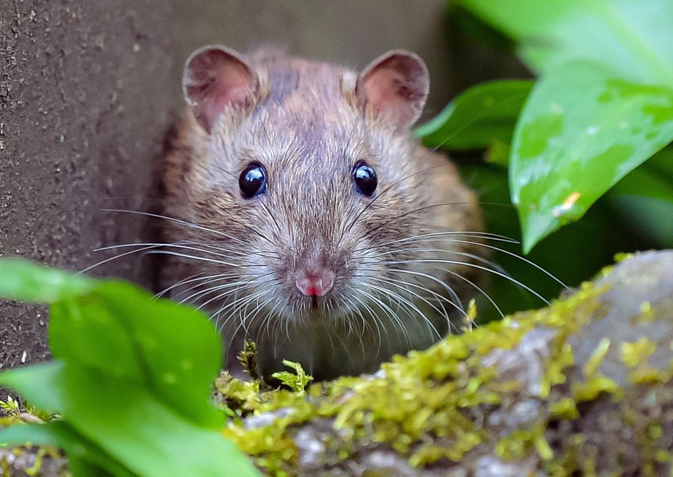 mouse outside