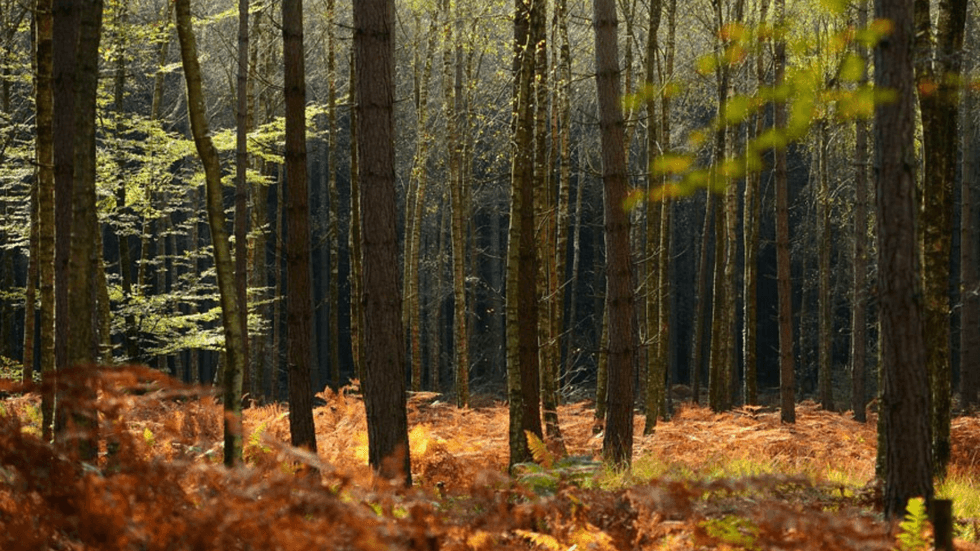 New Forest National Park