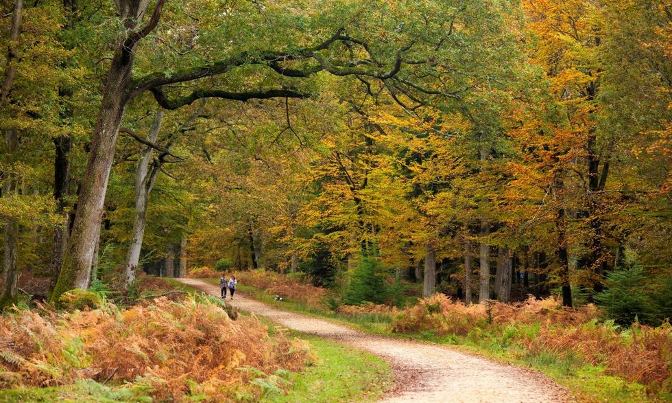 NEW FOREST