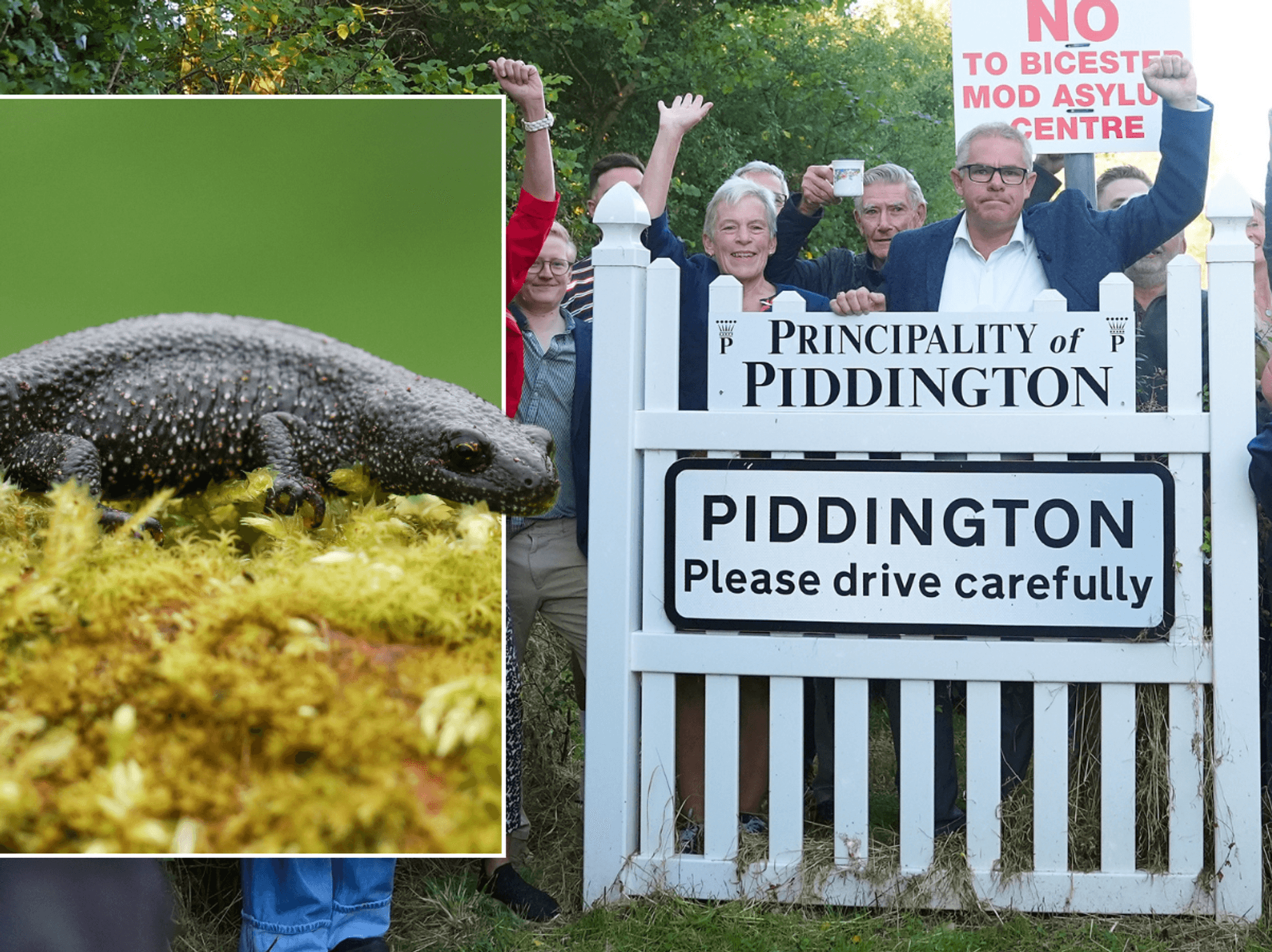 Newt/Piddington
