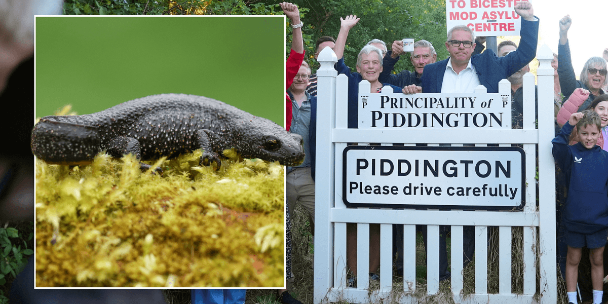 Hated Piddington migrant camp could be scrapped... because of NEWTS