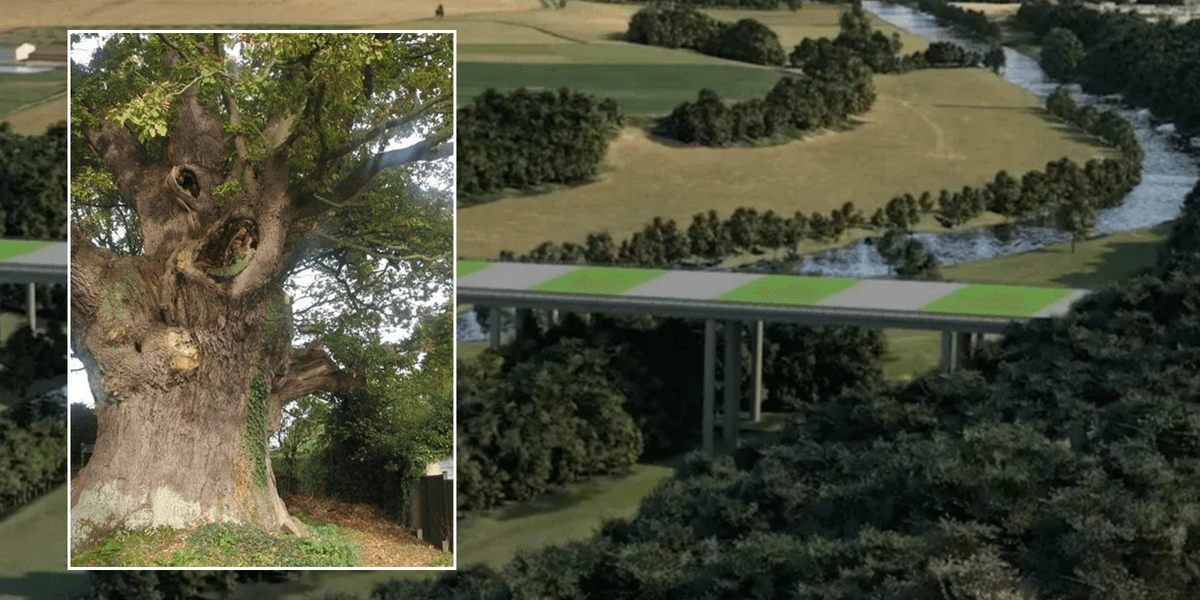 Grandmother taking on council due to row over 500-year-old oak tree