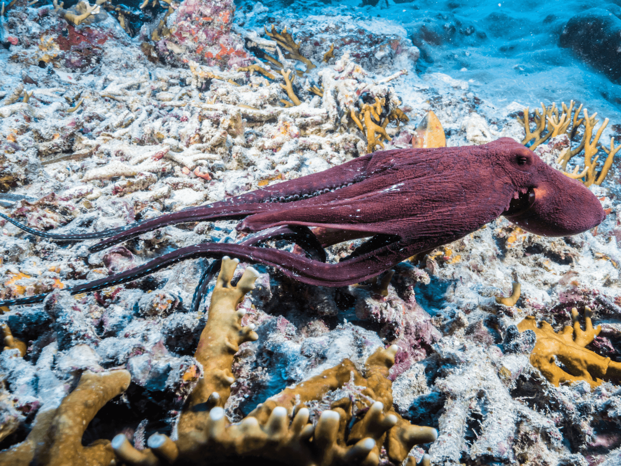 Octopus