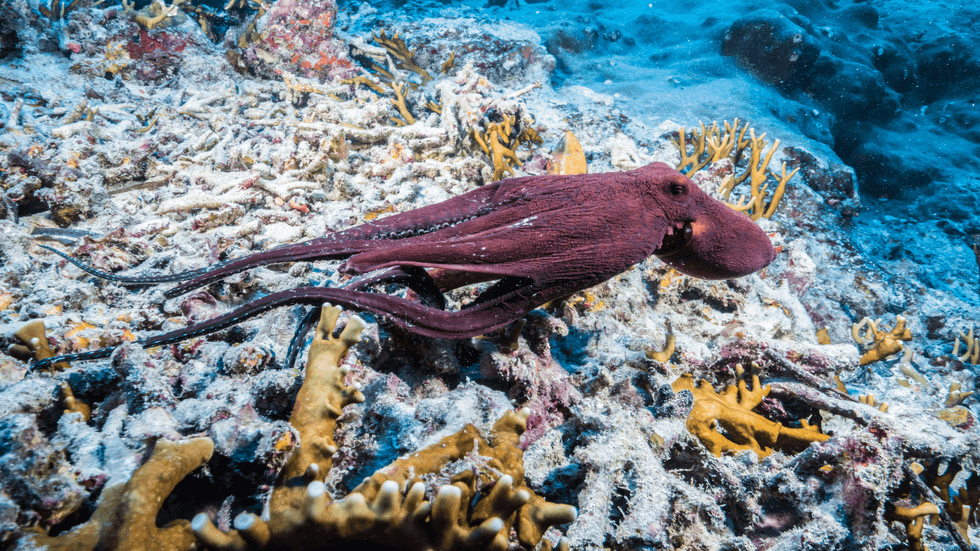 Octopus